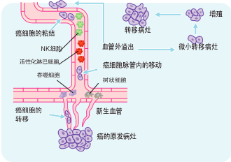 有关癌症的免疫细胞治疗