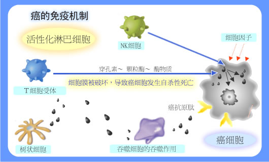 癌症的免疫机制