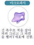  마크로파지