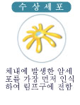 수상 세포