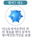 헬퍼T 세포